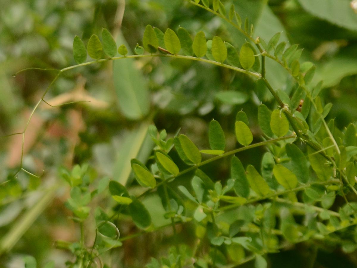 Blatt und Nebenblätter